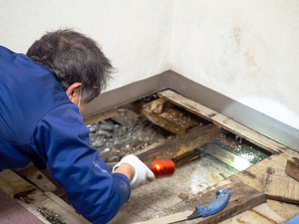 Best Mold Cleaning Services  in Naples Park, FL