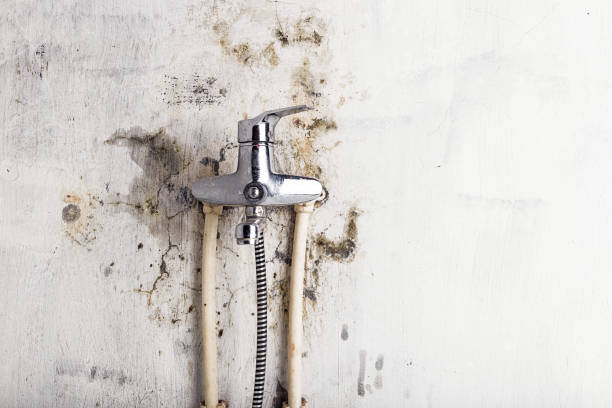 Best Home Mold Removal  in Naples Park, FL