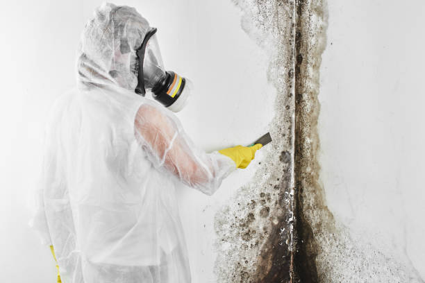 Best Toxic Mold Removal  in Naples Park, FL