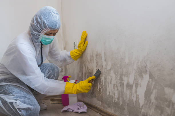 Crawl Space Mold Removal in Naples Park, FL