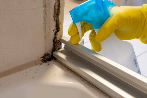 Home Mold Removal in Naples Park, FL