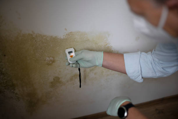 Best Office Mold Removal Services  in Naples Park, FL
