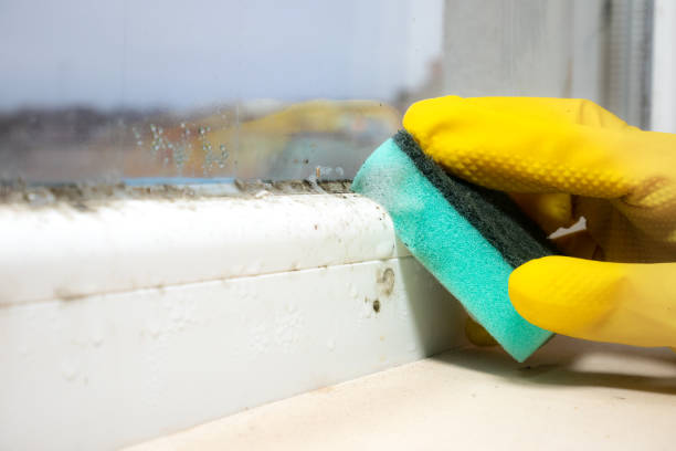 Best Certified Mold Removal  in Naples Park, FL