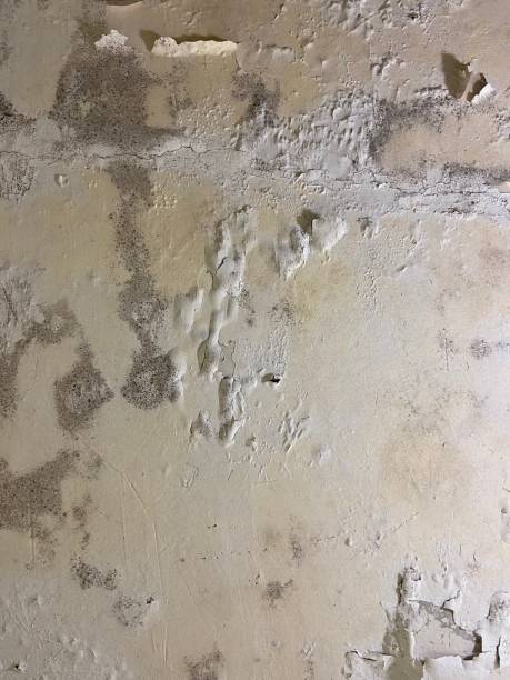 Best Commercial Mold Removal  in Naples Park, FL